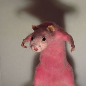 Meet your Posher, Samara